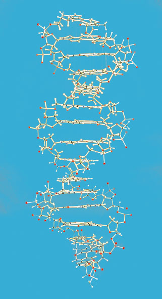 DNA-Modell