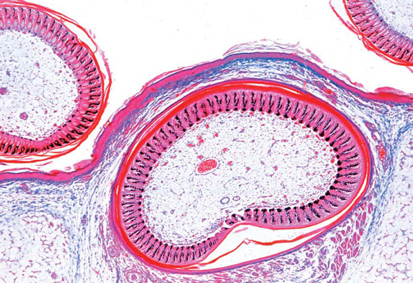 MP: Histologie der Wirbeltiere (Vertebrata, ausschließlich Säuger)