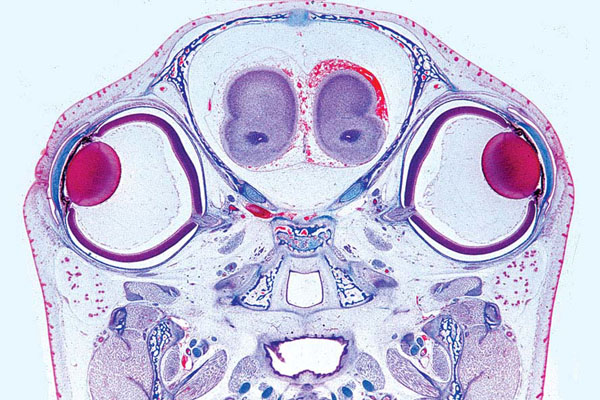 MP: Serie III. Sinnesphysiologie