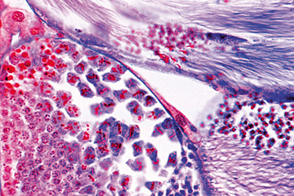 MP: Mitose und Meiose Serie II