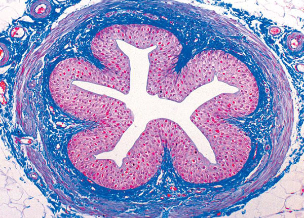 MP: Normale Histologie des Menschen, Basisserie