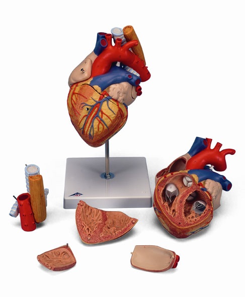 MOD: Herz mit Luft- und Speiseröhre, 2-fache Größe, 5-tlg.