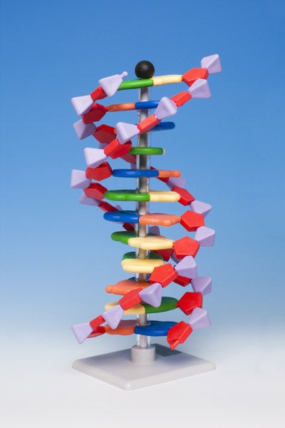 DNS Molekül Kit mit 12 Basenpaaren