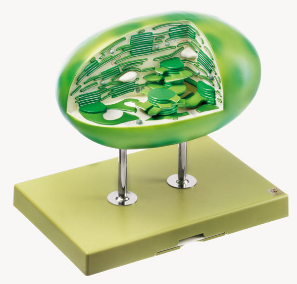 MOD: Chloroplast einer höheren Pflanze