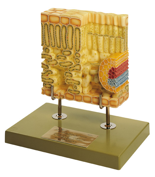 MOD: Schnitt durch das Blatt von Helleborus