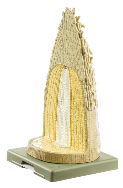 MOD: Wurzelspitze einer einkeimblättrigen Pflanze im Quer- und Längsschnitt