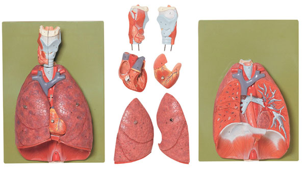 MOD: Lunge mit Herz, Zwerchfell und Kehlkopf
