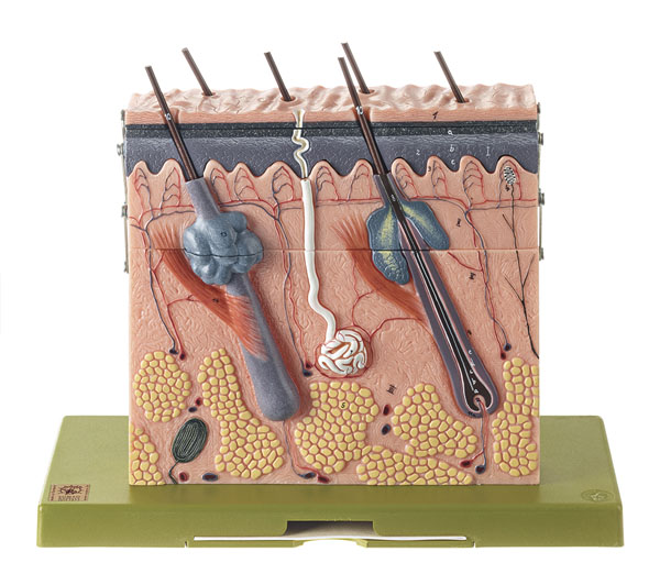 MOD: Hautdurchschnitt