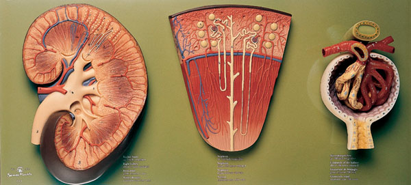 MOD: Niere, Nephron und Nierenkörperchen