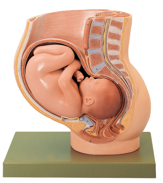 MOD: Becken mit Uterus im 9. Schwangerschaftsmonat