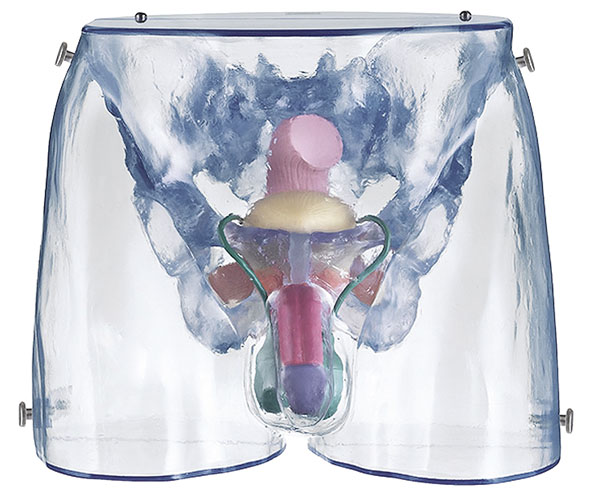 MOD: Männliche Sexualorgane