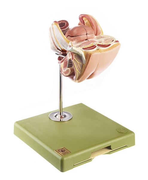 MOD: Weibliche Geschlechtsorgane