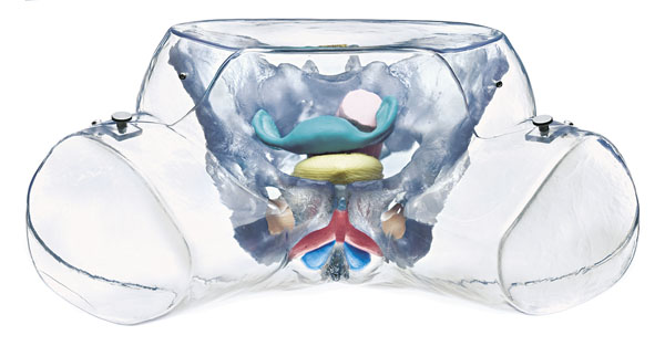 MOD: Weibliche Sexualorgane