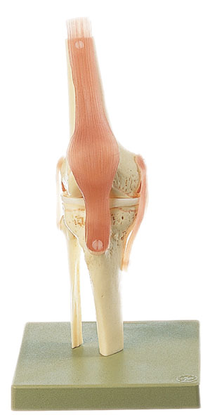 MOD: Funktionsmodell vom Kniegelenk