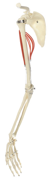 MOD: Muskelfunktion am Oberarm