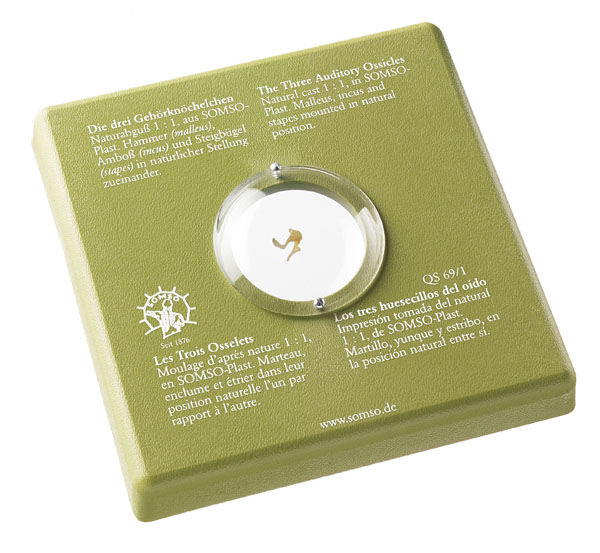 MOD: Die drei Gehörknöchelchen