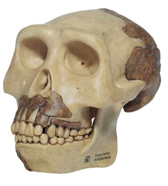 MOD: Schädelrekonstruktion von Homo erectus