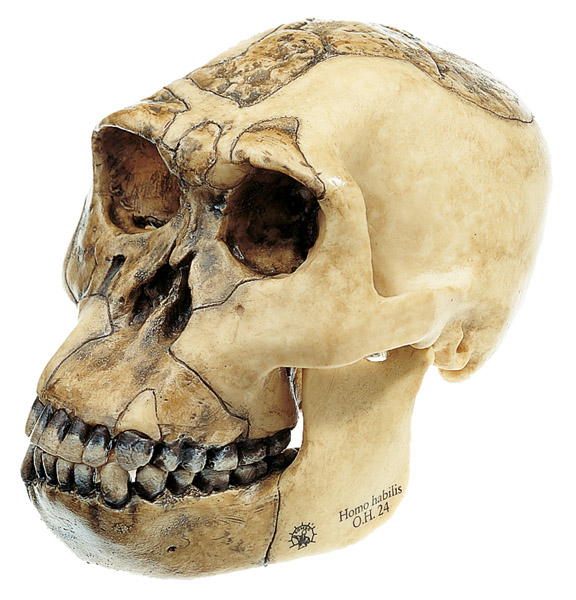 MOD: Schädelrekonstruktion von Homo habilis (O.H. 24)