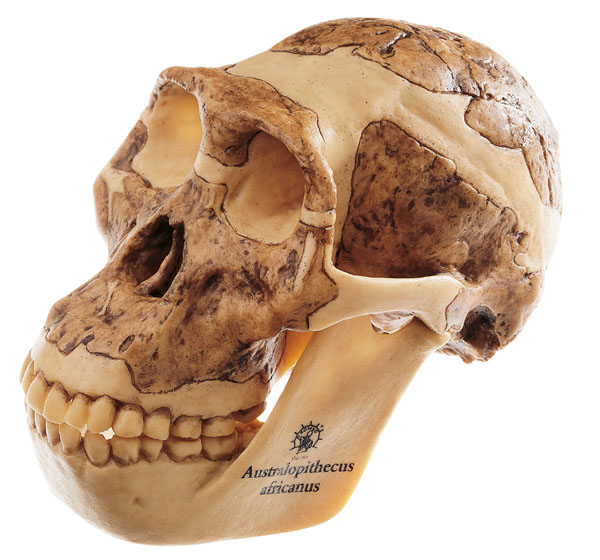 MOD: Schädelrekonstruktion von Australopithecus africanus