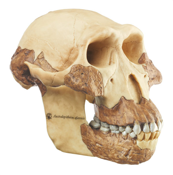 MOD: Schädelrekonstruktion von Australopithecus afarensis