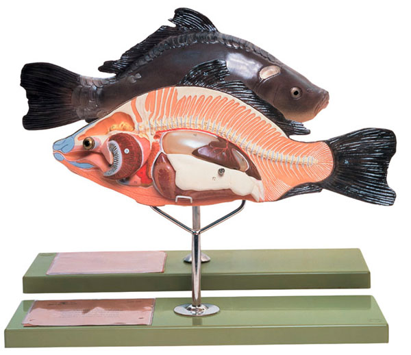 MOD: Anatomie beim Knochenfisch