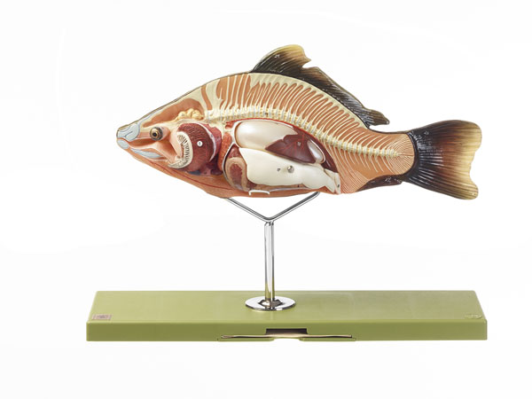 MOD: Anatomie beim Knochenfisch