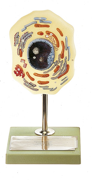 MOD: Tierische Zelle