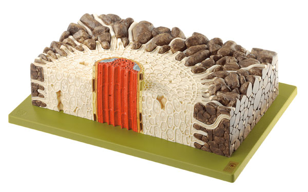 MOD: Junge Wurzel des Scharfen Hahnenfußes